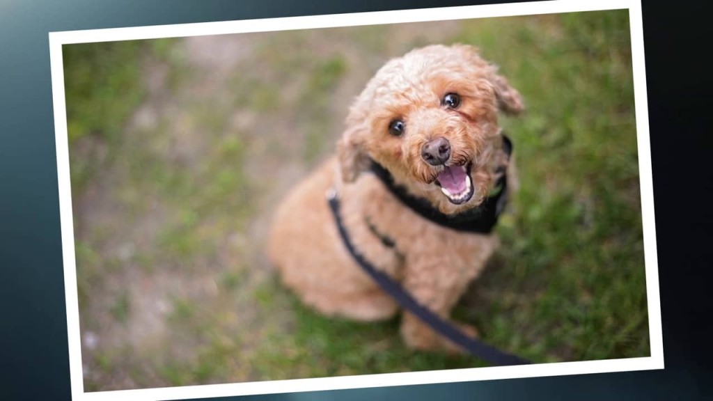 A kutyafelszerelésre szükség van